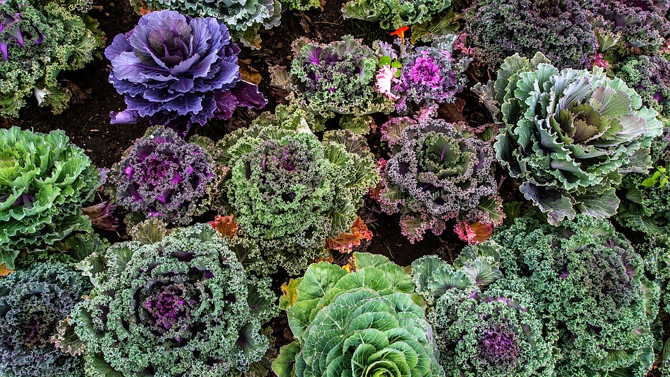 Commencer un potager : mes conseils pour bien débuter